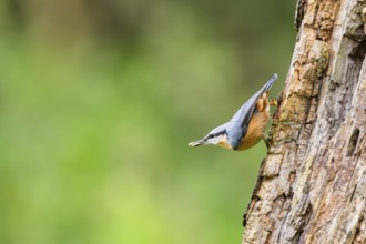 Eurasian nuthatch (Sitta europaea) sitting on an old wrotten tree trunk at a swamp, Bavaria,