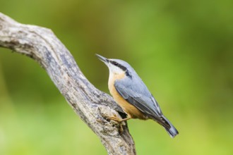 Eurasian nuthatch (Sitta europaea) sitting on an old wooden branch at a swamp, Bavaria, Germany