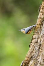 Eurasian nuthatch (Sitta europaea) sitting on an old wrotten tree trunk at a swamp, Bavaria,