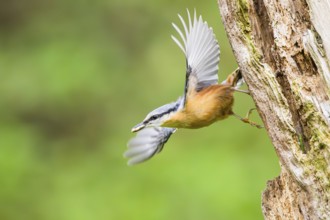 Eurasian nuthatch (Sitta europaea) flying from an old wrotten tree trunk at a swamp, Bavaria,