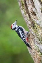 Middle spotted woodpecker (Dendrocoptes medius) sitting on an old wrotten tree trunk in late