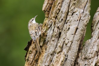 Eurasian treecreeper (Certhia familiaris) climbing up an old wrotten tree trunk, Bavaria, Germany