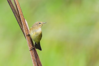 Common chiffchaff (Phylloscopus collybita) sitting on a reed, Bavaria, Germany