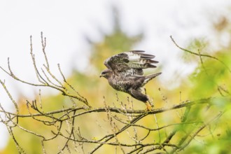 Common buzzard (Buteo buteo) sitting on a branch, Bavaria, Germany
