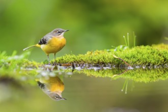 Grey Wagtail (Motacilla cinerea) hunting at a little lake in a swamp, wildlife, Germany