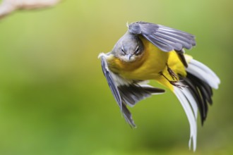 Grey Wagtail (Motacilla cinerea), flying, wildlife, Germany