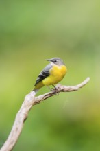 Grey Wagtail (Motacilla cinerea) sitting on a branch, wildlife, Germany