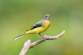 Grey Wagtail (Motacilla cinerea) sitting on a branch, wildlife, Germany