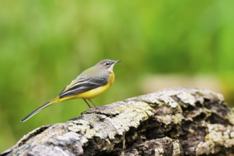 Grey Wagtail (Motacilla cinerea) sitting on an old wood, wildlife, Germany