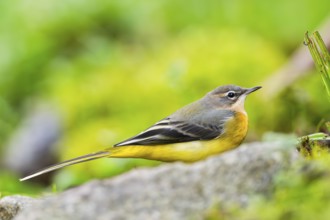 Grey Wagtail (Motacilla cinerea) sitting on the ground, wildlife, Germany