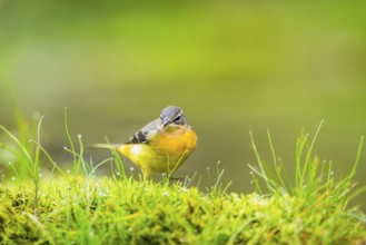 Grey Wagtail (Motacilla cinerea) hunting at a little lake in a swamp, wildlife, Germany