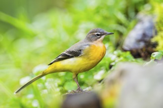Grey Wagtail (Motacilla cinerea) sitting on the ground, wildlife, Germany