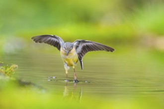Grey Wagtail (Motacilla cinerea) jumping in the water of a little lake in a swamp, hunting,
