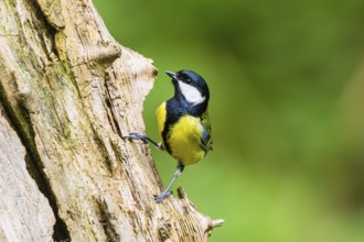 Great tit (Parus major) sitting on an old wrotten tree trunk at a swamp, Bavaria, Germany