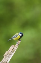 Great tit (Parus major) sitting on an old wrotten tree trunk at a swamp, Bavaria, Germany
