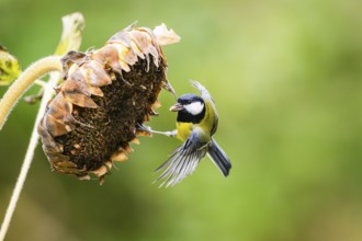 Great tit (Parus major) landing on an old sunflower blossom with seeds inside, Bavaria, Germany