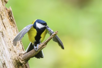 Great tit (Parus major) spreading its wings while sitting on the branch of on an old wrotten tree