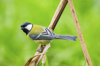 Great tit (Parus major) sitting on stem of a reed at a swamp, Bavaria, Germany