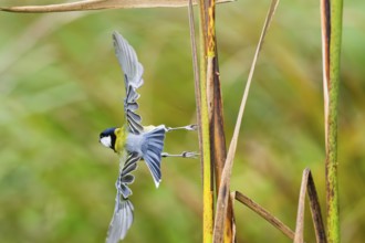 Great tit (Parus major) flying from a stem of a reed at a swamp, Bavaria, Germany