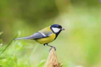 Great tit (Parus major) sitting on a wood at a swamp, Bavaria, Germany