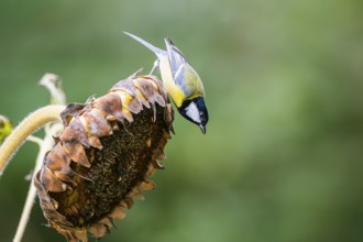 Great tit (Parus major) sitting on an old sunflower blossom with seeds inside, Bavaria, Germany