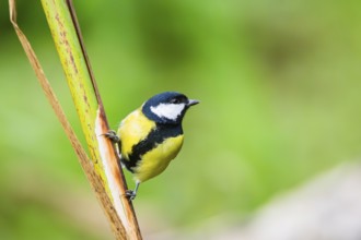 Great tit (Parus major) sitting on stem of a reed at a swamp, Bavaria, Germany