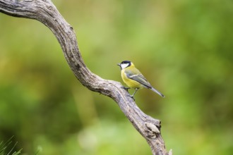 Great tit (Parus major) sitting on an old wood at a swamp, Bavaria, Germany