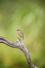 European robin (Erithacus rubecula) sitting on an old wooden branch, Bavaria, Germany