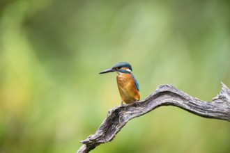 Common kingfisher (Alcedo atthis) sitting on an old wooden branch in late summer, wildife, Bavaria,