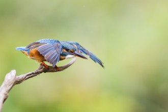 Common kingfisher (Alcedo atthis) flying away from an old wooden branch in late summer, wildife,