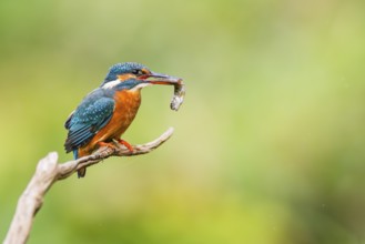 Common kingfisher (Alcedo atthis) sitting on an old wooden branch eating his fresh cought fish in