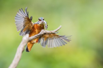 Common kingfisher (Alcedo atthis) landing on an old wooden branch with a fresh cought fish in his