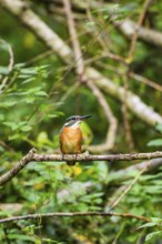 Common kingfisher (Alcedo atthis) sitting on an old wooden branch in late summer, wildife, Bavaria,