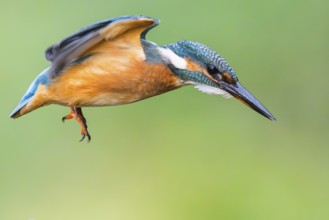 Common kingfisher (Alcedo atthis) flying into the water hunting for fish in late summer, wildife,
