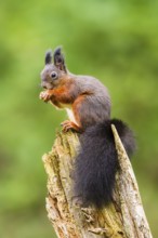 Red squirrel (Sciurus vulgaris) sitting on an old wrotten tree trunk in a forest, Bavaria, Gernany