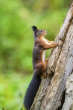 Red squirrel (Sciurus vulgaris) climbing up an old wrotten tree trunk in a forest, Bavaria, Gernany