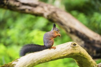 Red squirrel (Sciurus vulgaris) sitting on an old wrotten tree trunk in a forest, Bavaria, Gernany
