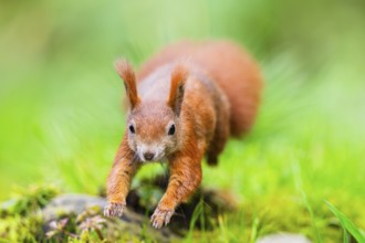 Red squirrel (Sciurus vulgaris) running in the grass, Bavaria, Gernany