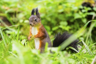 Red squirrel (Sciurus vulgaris) sitting in the grass, Bavaria, Gernany