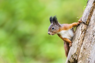 Red squirrel (Sciurus vulgaris) climbing up an old wrotten tree trunk in a forest, Bavaria, Gernany