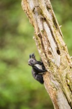 Red squirrel (Sciurus vulgaris) sitting on an old wrotten tree trunk in a forest, Bavaria, Gernany