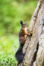 Red squirrel (Sciurus vulgaris) climbing up an old wrotten tree trunk in a forest, Bavaria, Gernany