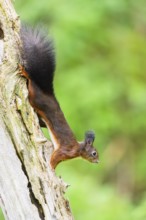 Red squirrel (Sciurus vulgaris) hanging on an old wrotten tree trunk in a forest, Bavaria, Gernany