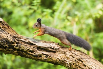 Red squirrel (Sciurus vulgaris) running on an old wrotten tree trunk in a forest, Bavaria, Gernany