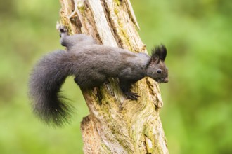 Red squirrel (Sciurus vulgaris) climbing up an old wrotten tree trunk in a forest, Bavaria, Gernany