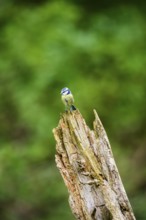 Eurasian blue tit (Cyanistes caeruleus) sitting on an old wrotten tree trunk at a swamp, Bavaria,