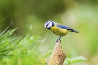 Eurasian blue tit (Cyanistes caeruleus) sitting on a wood, Germany