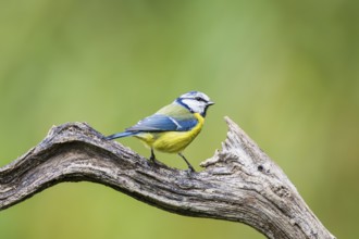 Eurasian blue tit (Cyanistes caeruleus) sitting on an old wood at a swamp, Bavaria, Germany