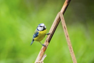 Eurasian blue tit (Cyanistes caeruleus) sitting on stem of a reed at a swamp, Bavaria, Germany