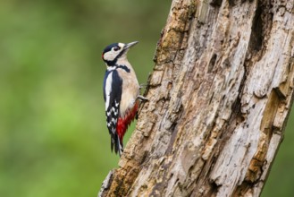 Great spotted woodpecker (Dendrocopos major) sitting on an old wrotten tree trunk in late summer,